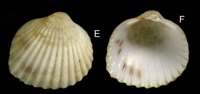 Image of Parvicardium scriptum (Bucquoy, Dautzenberg & Dollfus 1892)