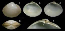 Image of rayed trough clam