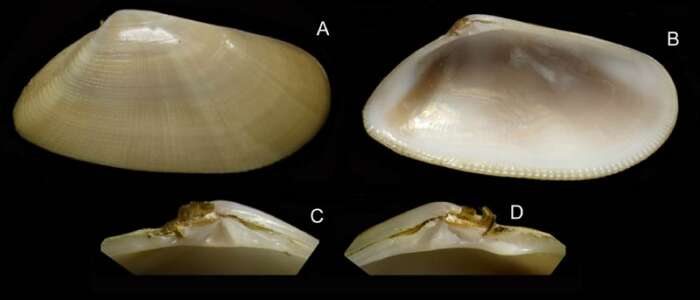 Image of Donax semistriatus Poli 1795