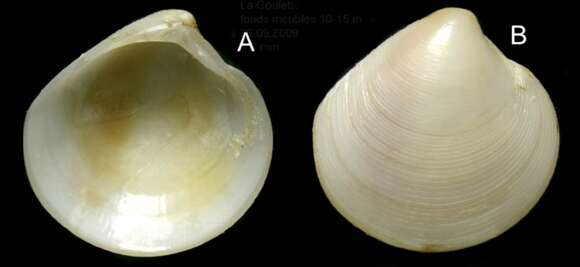 Слика од Dosinia lupinus (Linnaeus 1758)