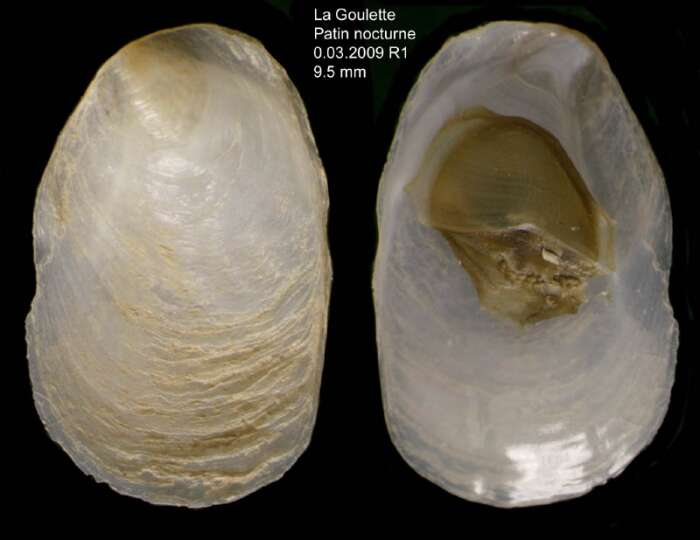 Crepidula unguiformis Lamarck 1822 resmi