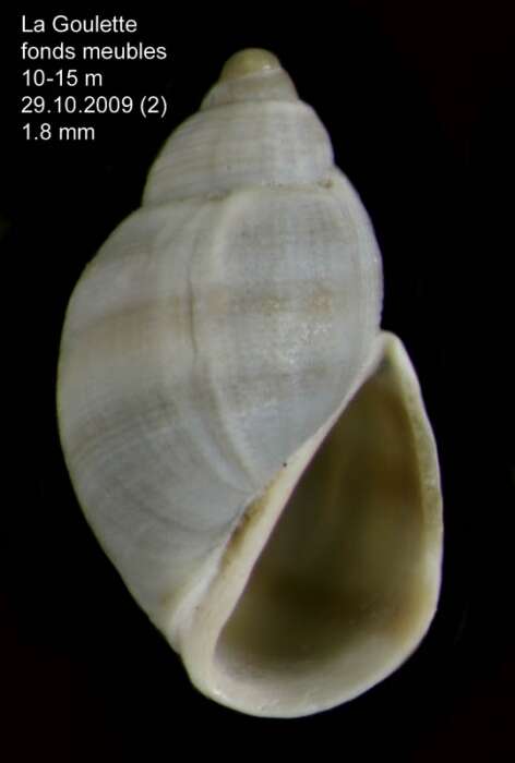 Image of Ersilia mediterranea (Monterosato 1869)