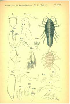 Image of Edotia oculata Ohlin 1901
