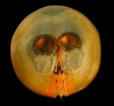Image of Giant Ostracod