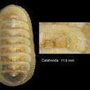 Image of Leptochiton algesirensis (Capellini 1859)