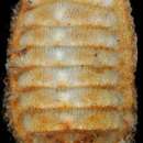 Image of Arctic Cancellate Chiton