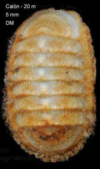 Image of Arctic Cancellate Chiton
