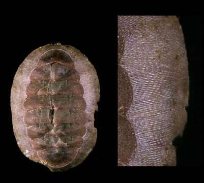 Image of Smooth European Chiton