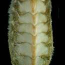 Sivun Acanthochitona discrepans (T. Brown 1827) kuva