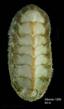 Sivun Acanthochitona discrepans (T. Brown 1827) kuva