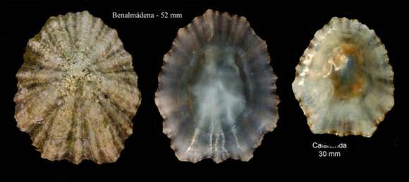 Image of Mediterranean limpet