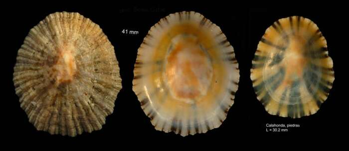Image of Channel Island limpet