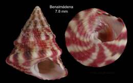 Image of exasperating top shell