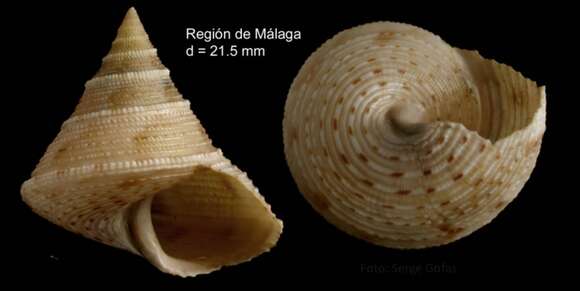 Image of Calliostoma granulatum (Born 1778)