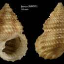 Image of Danilia tinei (Calcara 1839)