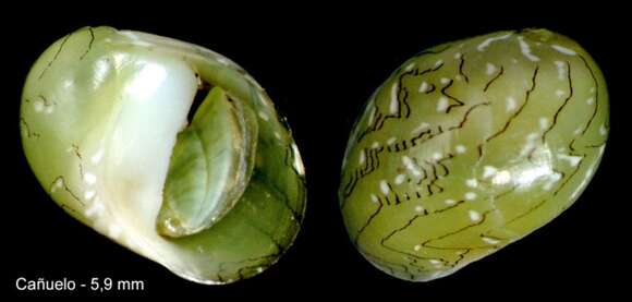 Image of emerald nerite