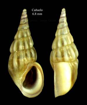 Image of Thick-lipped spire shell