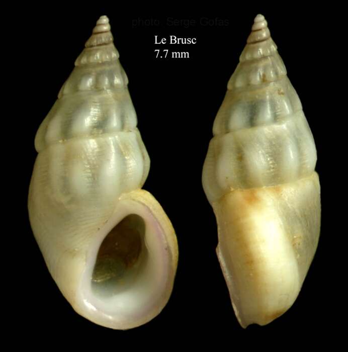 Image of Rissoa ventricosa Desmarest 1814