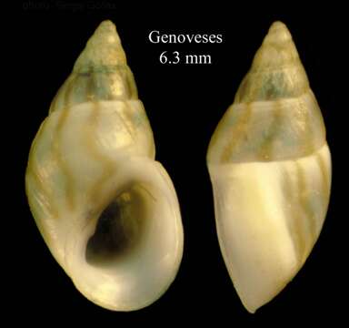 Image of Rissoa monodonta Philippi 1836