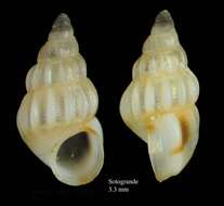 Image of common spire shell