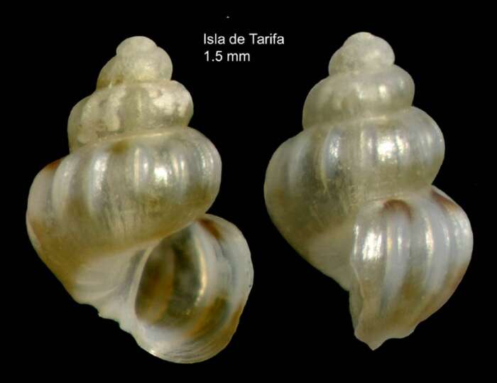Image of Pusillina testudae (Verduin 1979)