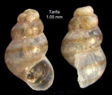 Image de Setia microbia H. J. Hoenselaar & J. Hoenselaar 1991