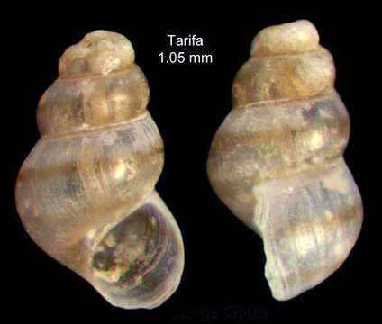 Image de Setia microbia H. J. Hoenselaar & J. Hoenselaar 1991