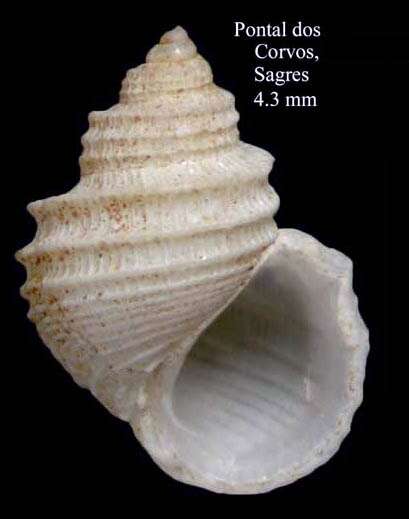 Image of keeled spire shell
