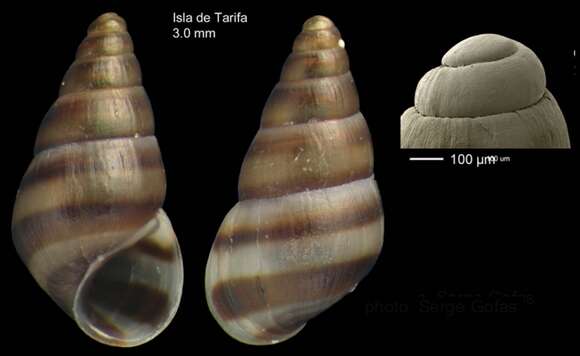 Image of Cingula J. Fleming 1818