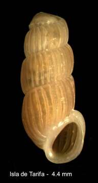 Plancia ëd Truncatella subcylindrica (Linnaeus 1767)