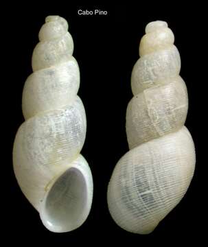 Image of Ceratia proxima (Forbes & Hanley 1850)