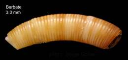 Plancia ëd Caecum trachea (Montagu 1803)