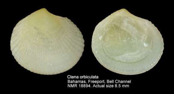 Image de Ctena orbiculata (Montagu 1808)