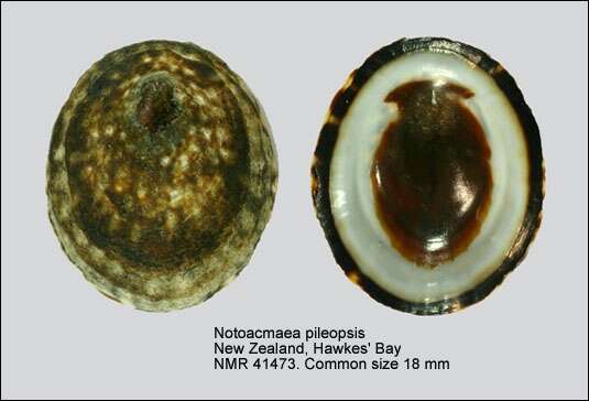 Sivun Notoacmea pileopsis (Quoy & Gaimard 1834) kuva