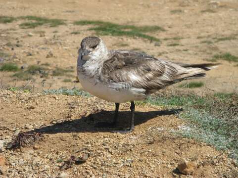 Image of Arctic Skua