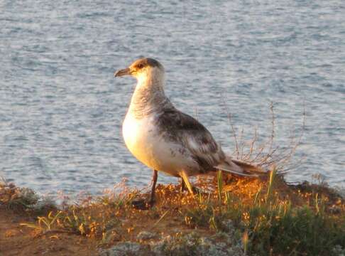 Image of Arctic Skua