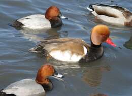 Image of Red-crested Pochard