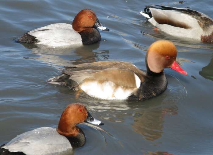 Image of Red-crested Pochard