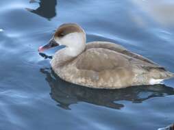 Image of Red-crested Pochard