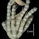Image of <i>Anisometra frigida</i>