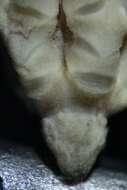 Image of Pelmatozoa
