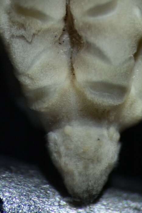 Image of Pelmatozoa