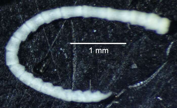 Image of Pelmatozoa