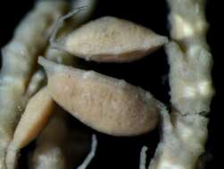 Image of Pelmatozoa