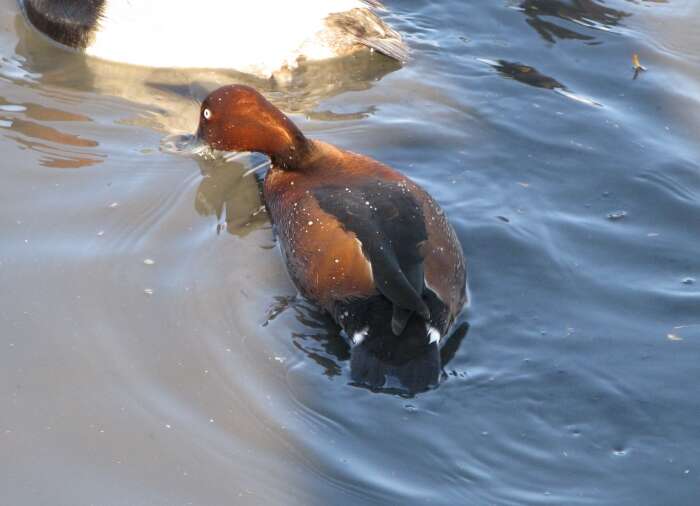 Image of Ferruginous Duck