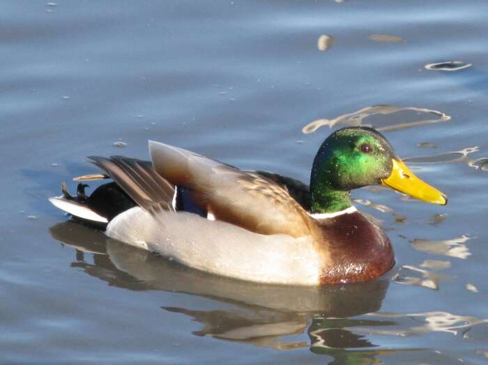 Image of Common Mallard