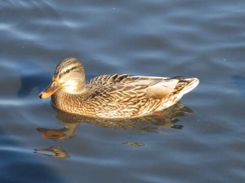 Image of Common Mallard