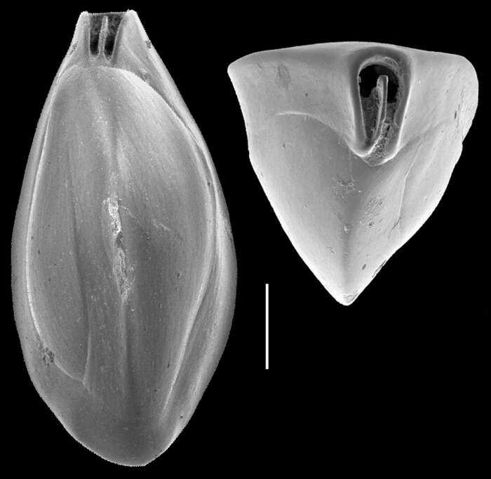 Image of Triloculina elongotricarinata Debenay 2013