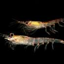 Image of Antarctic coastal krill
