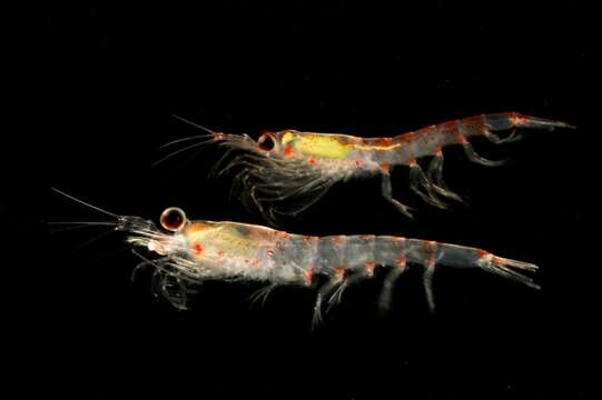 Image of Antarctic coastal krill